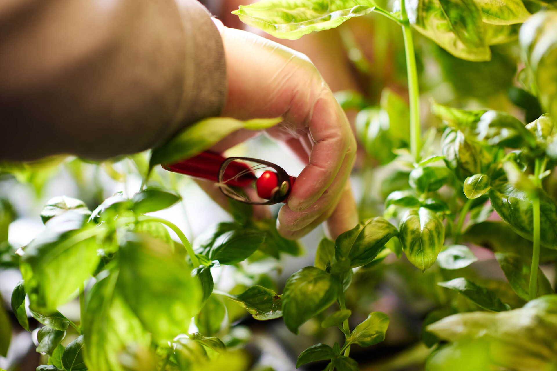 Erntefrisch Indoor Farming Symbergy Reihen