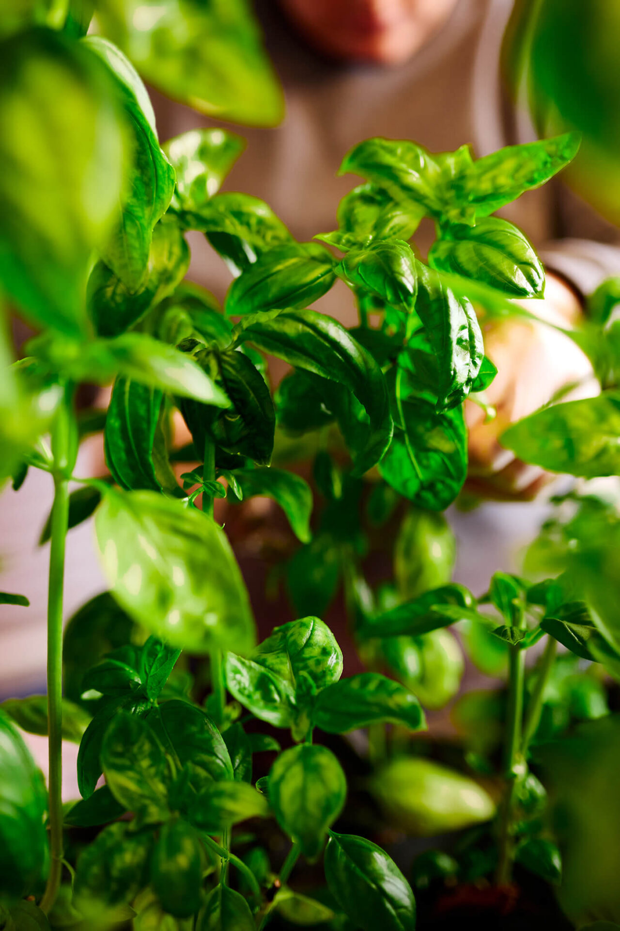 Technologie Hydroponics by Gabriella Clare Marino_Unsplash
